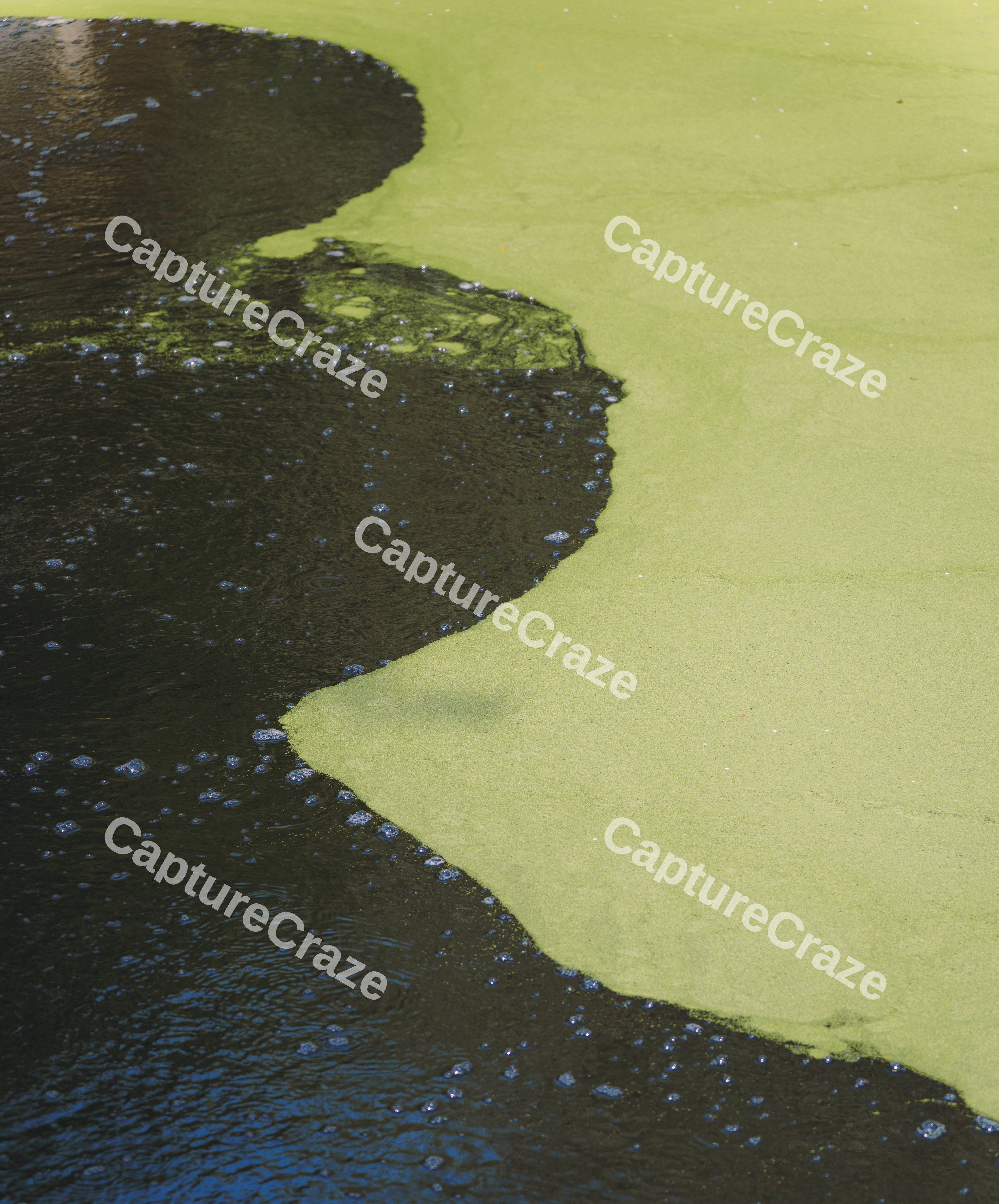 Algae